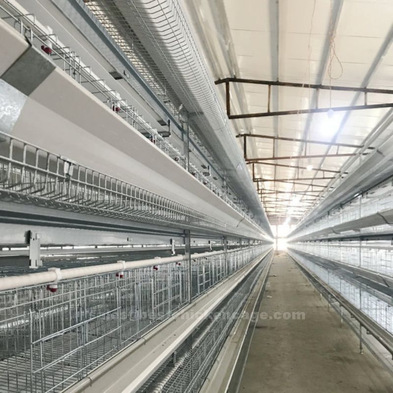 鸡笼或蛋鸡笼H (44).jpg