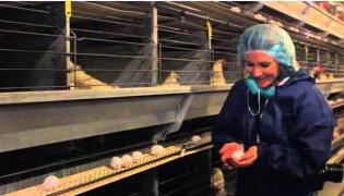 El gallinero de acero para gallinas ponedoras de bajo coste de China lo convierte en una opción atractiva para los granjeros que buscan una solución rentable