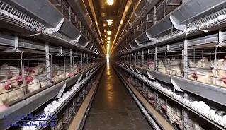 El útil conocimiento de las jaulas para pollos