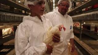 Nuevo estilo de las características de la jaula de pollo en especial jaulas de gallinas ponedoras