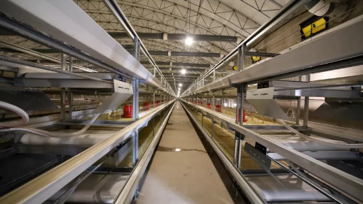 Las jaulas en batería están diseñadas para altas tasas de producción de huevos, lo que contribuye a un suministro constante de huevos asequibles.