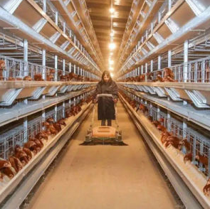7 ventajas clave del sistema de jaulas en batería en la cría moderna de pollos