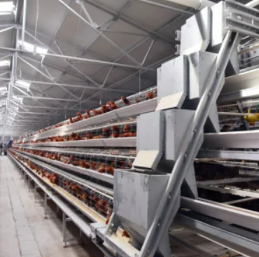 Las jaulas en batería para ponedoras de fabricación local aumentan la producción de huevos y mejoran su calidad