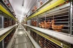 El útil conocimiento de la jaula de 5 neumáticos para gallinas ponedoras que proporciona un amplio espacio para que las gallinas se posen