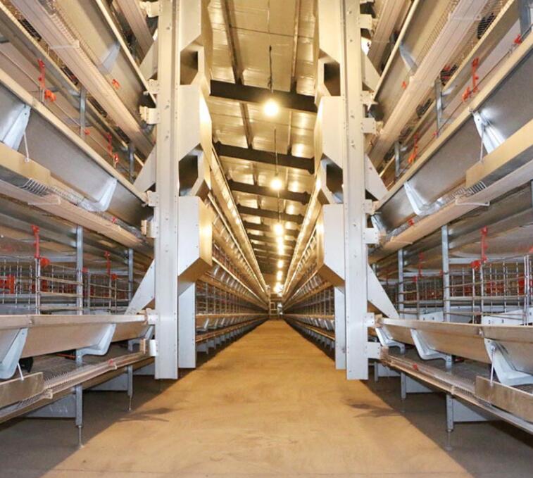 Fornecedor local de 7 níveis e construção a frio é amplamente utilizado na avicultura comercial para produção de ovos