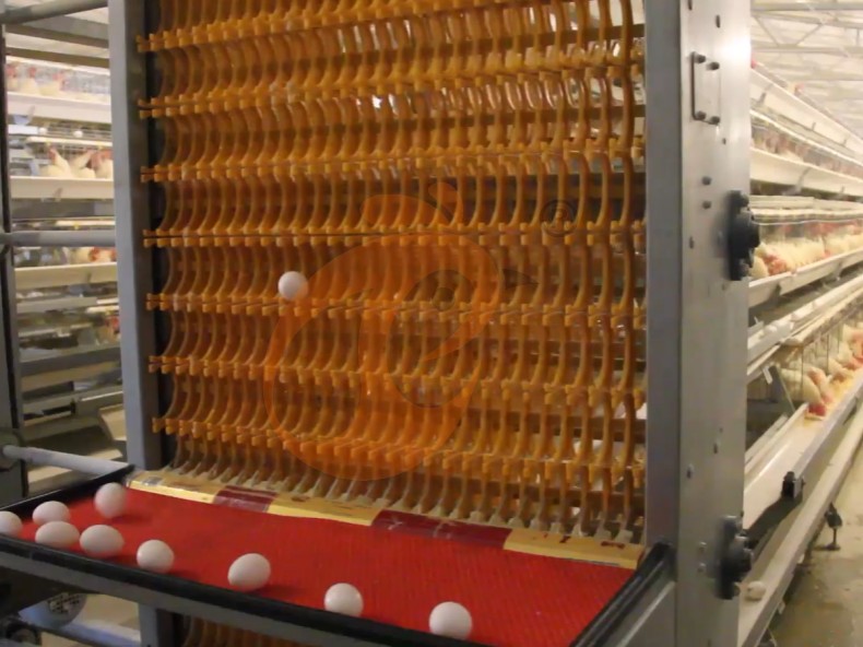 battery cage system for layer (8)