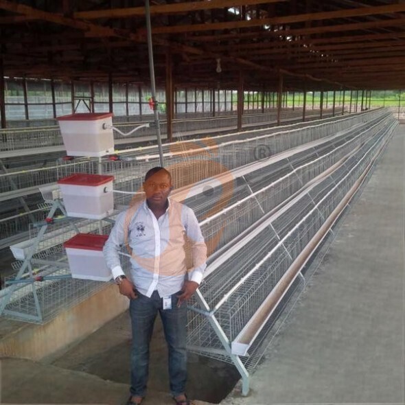 battery cage system for layer (2)