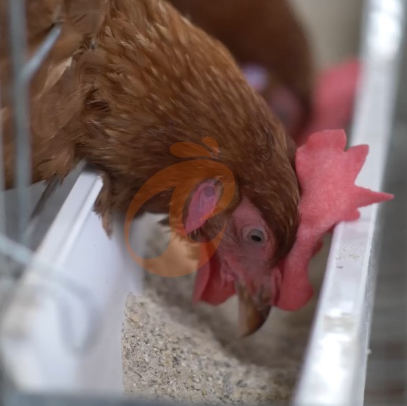 battery cage system for layer (13)