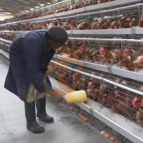 battery cage system for layer (18)