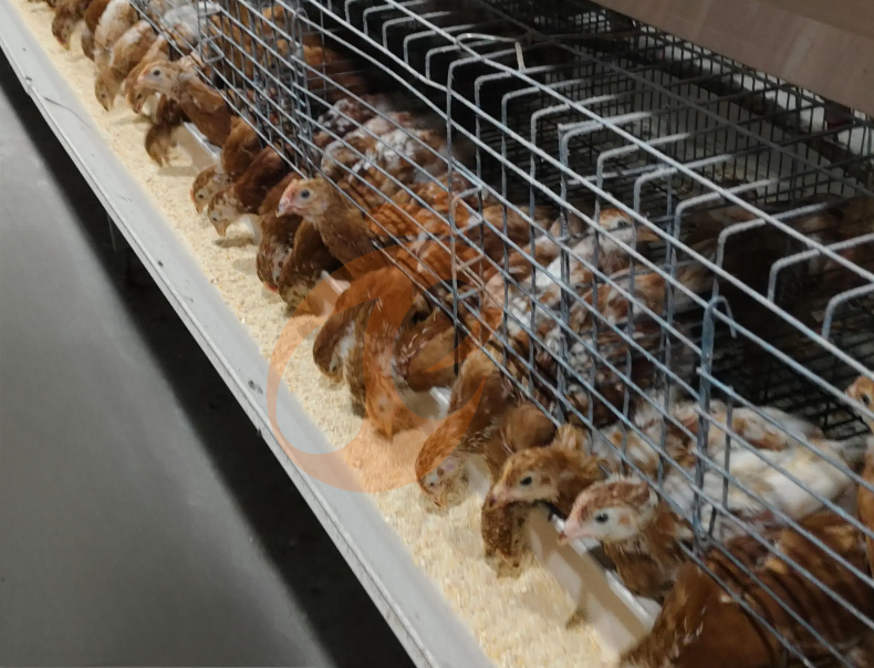 Sistema de gaiolas em bateria com criadora em A semiautomática