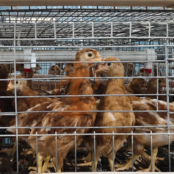 battery cage system for layer (11)
