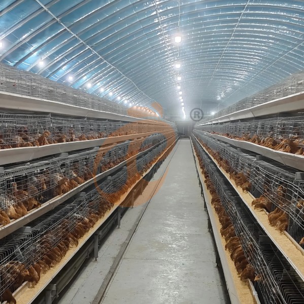 battery cage system for layer (13)