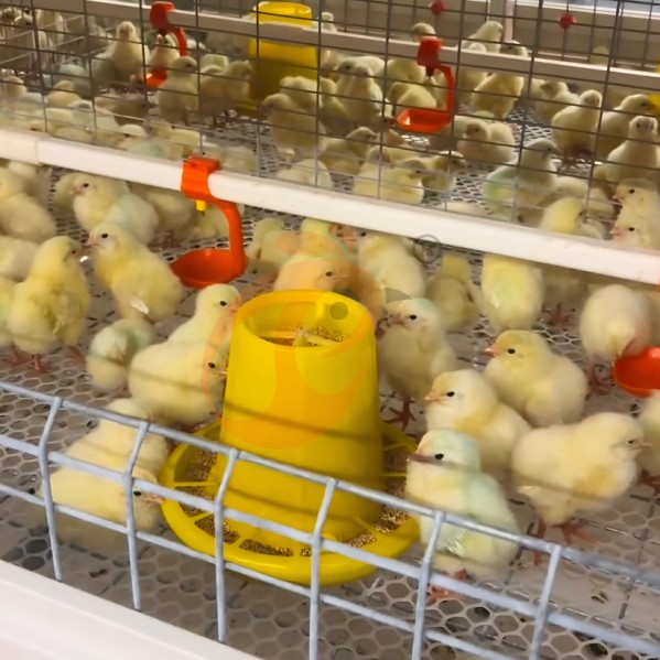 battery cage system for layer (39)