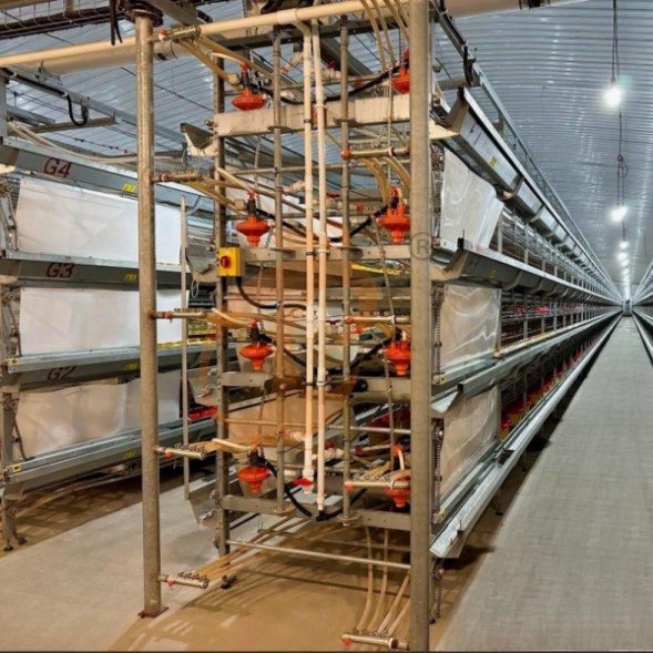 battery cage system for brooder (7) battery cage system for brooder (7)