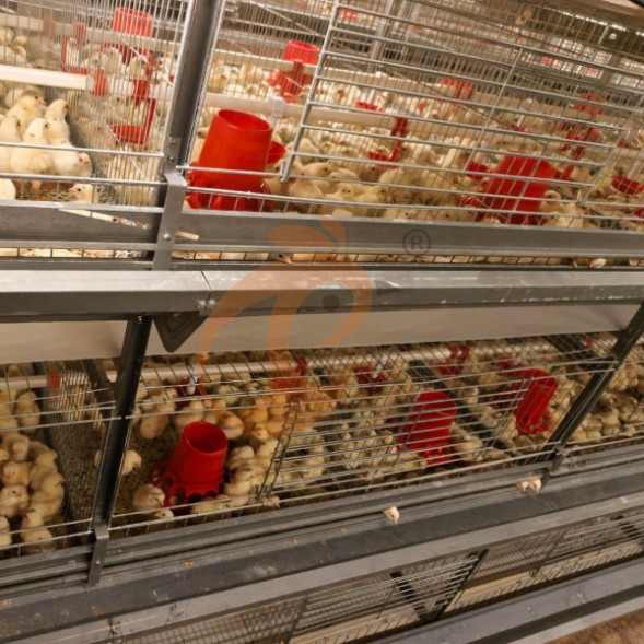 battery cage system for brooder (12) battery cage system for brooder (12)