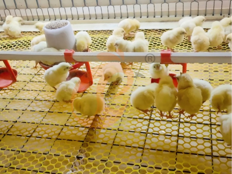 Battery cage system for brooder (5) Battery cage system for brooder (5)
