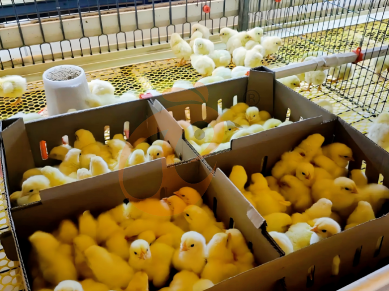 Sistema de gaiolas em bateria para criadores com estrutura em H semiautomático