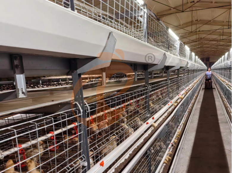 Sistema de gaiolas em bateria para criadores com estrutura em H semiautomático