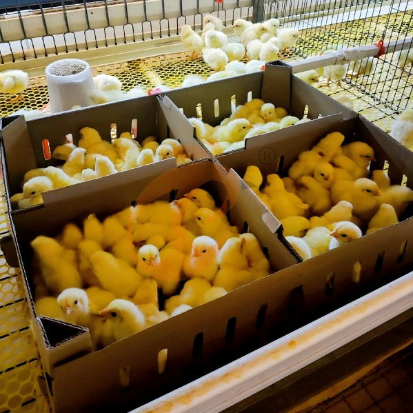 Battery cage system for brooder (8) Battery cage system for brooder (8)