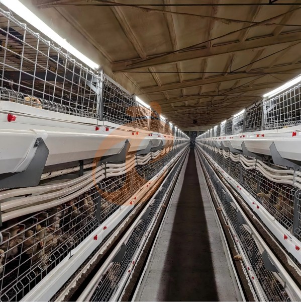 Battery cage system for brooder (14) Battery cage system for brooder (14)