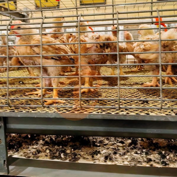 Battery cage system for brooder (17) Battery cage system for brooder (17)