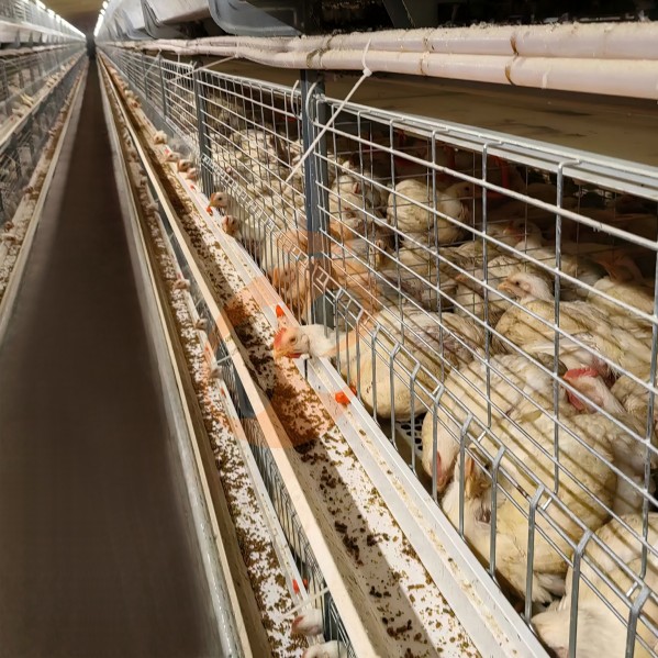Battery cage system for brooder (19) Battery cage system for brooder (19)