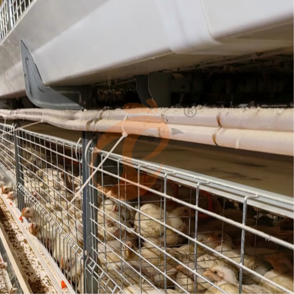 battery cage system for broiler (16)
