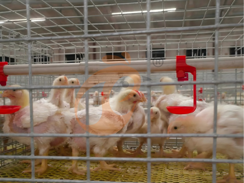 Colheita Manual de Frangos, Sistema de Gaiolas em Bateria Semi-Automático em Formato de A