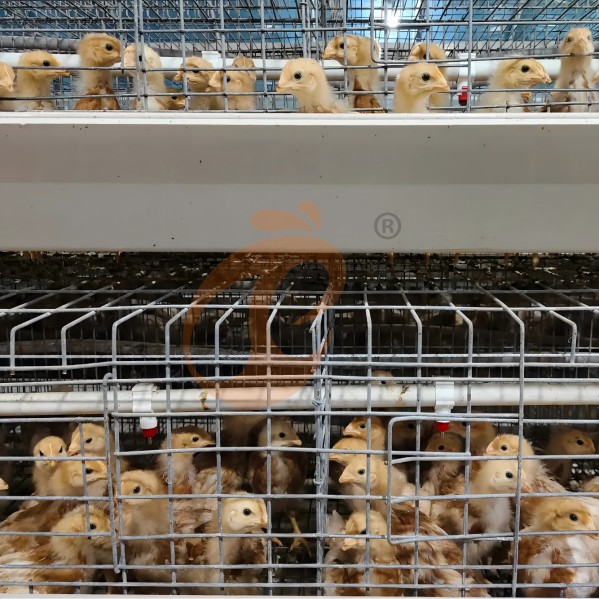 battery cage system for broiler (10)