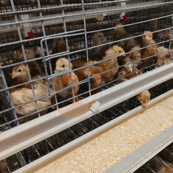battery cage system for broiler (34)