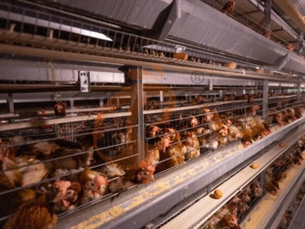 Vale a pena comprar sistemas de gaiolas em bateria para galinhas do tipo H com boa relação custo-benefício?