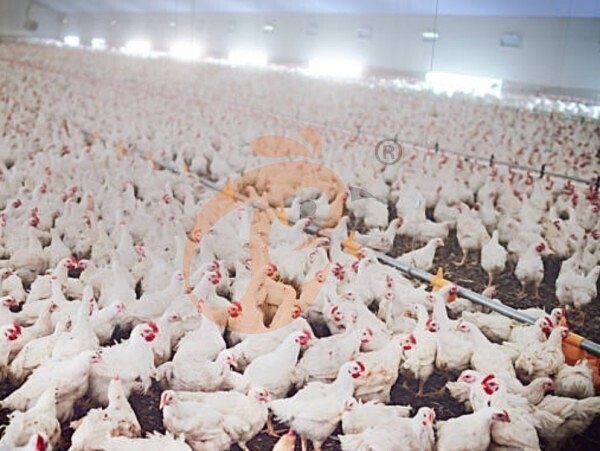 1761626621841656814630842368