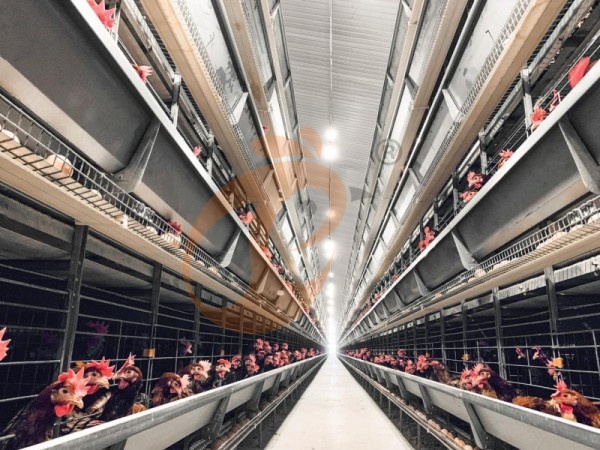 Como Solicitar um Orçamento Rápido de Gaiola de Aves de uma Fábrica Etíope? 5 Passos Simples