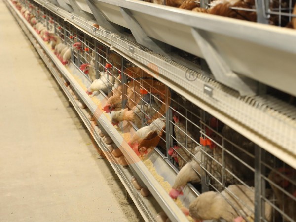 Como as Gaiolas de Frango Tipo H da Etiópia Melhoram a Eficiência na Produção de Ovos em Granjas Avícolas?