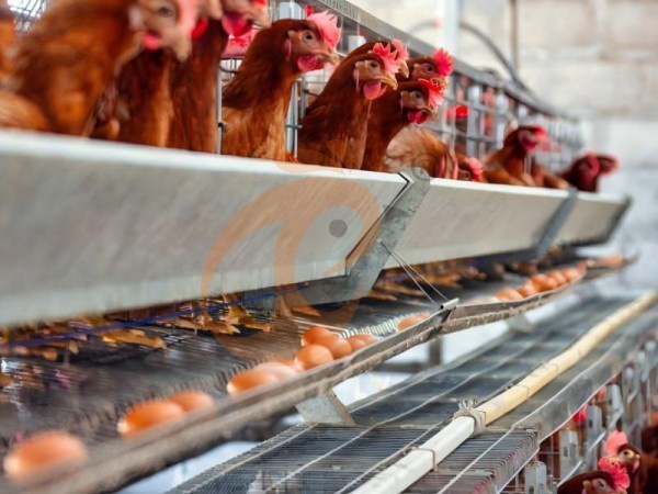 Como reduzir os custos de mão de obra usando um sistema automático de gaiolas para aves do tipo A? 4 maneiras inteligentes