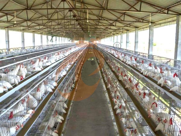 Qual é o preço médio de gaiola de aves por ave na Etiópia? 5 cálculos precisos