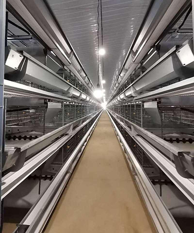 A Best concluiu com sucesso um projeto turnkey de sistema de gaiolas para avicultura com capacidade para 30.000 aves