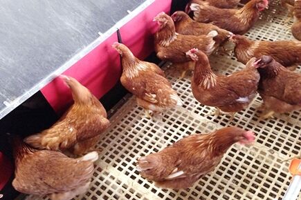 Melhor projeto concluído de equipamento de criação de aves em piso