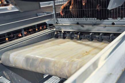 Luoto finished breeder project of raising 105,000 