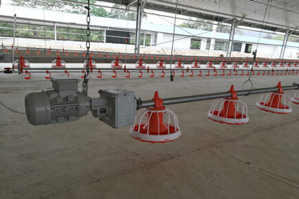 Luoto finished broiler project of 500,000 broiler 