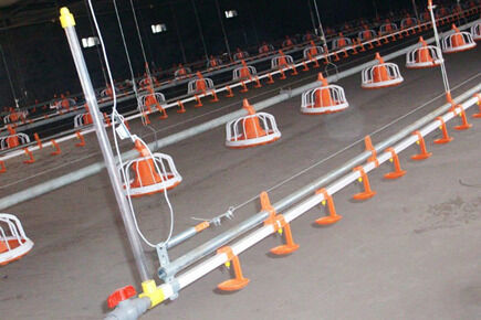 Luoto finished broiler project of 500,000 broiler 