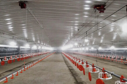 Luoto finished broiler project of 500,000 broiler 
