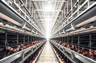 Luoto finished layer project of 60,000 birds in So