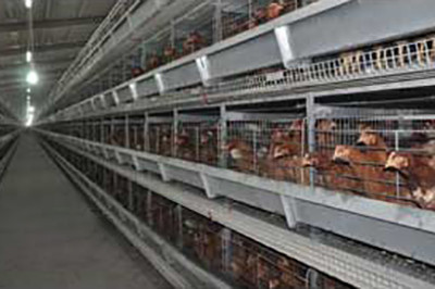 Luoto finished layer project of 500,000 birds in M Luoto finished layer project of 500,000 birds in M