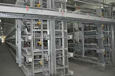 Luoto finished layer project of 500,000 birds in M Luoto finished layer project of 500,000 birds in M