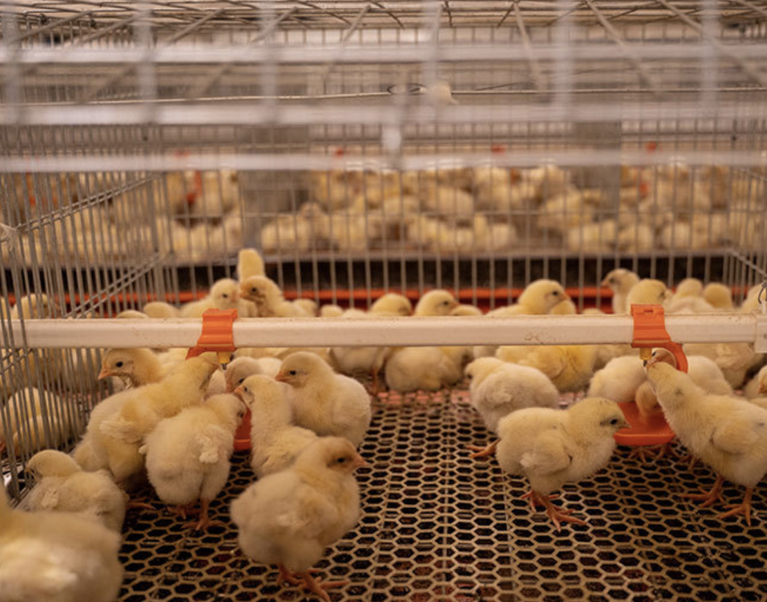 Eficiência da gaiola para frangos de carne numa exploração avícola