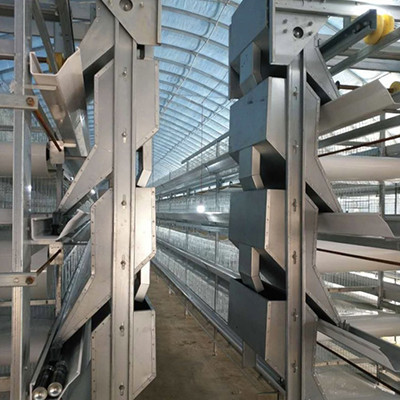 Introduction of automatic feeding machine of layer