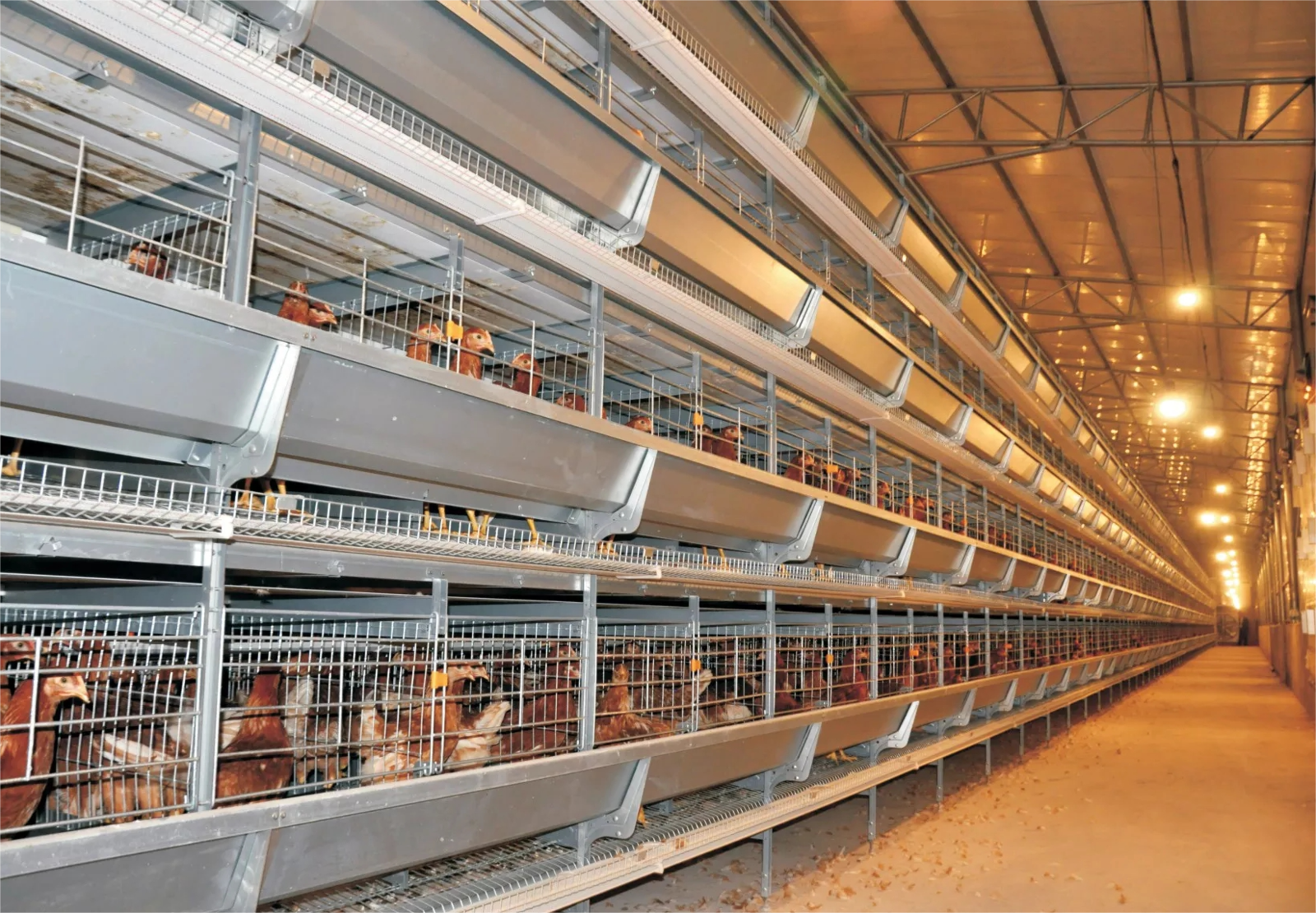 A granja avícola com gaiolas para galinhas na Tailândia