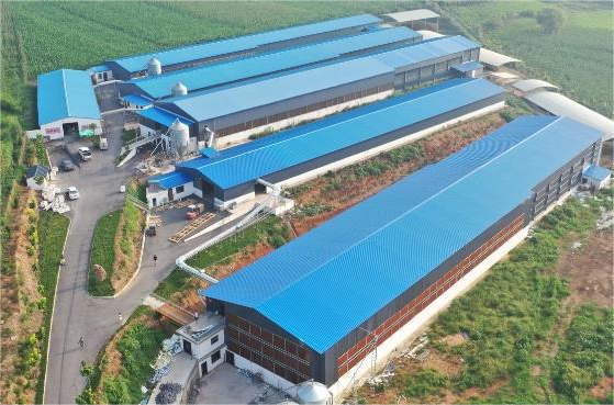 O que é uma fazenda avícola com gaiolas para frangos na Tailândia