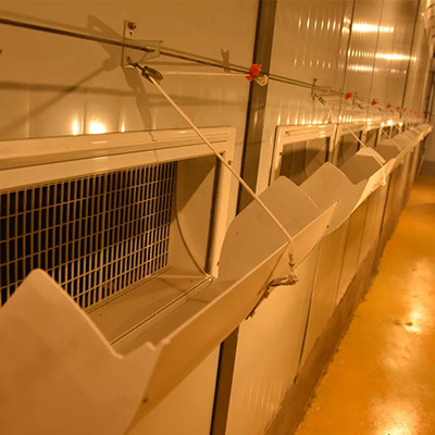 What is poultry farm liking with chicken cage in T